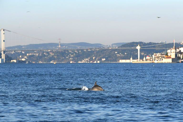 Dolphins reclaim Bosphorus as virus silences Istanbul