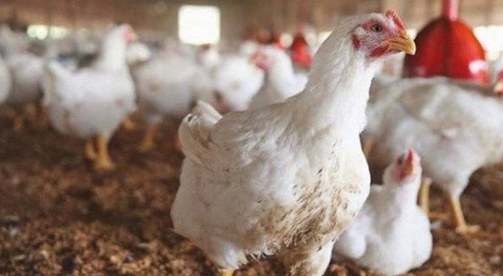 المستهلك تعلق على شكاوى من أسعار الدواجن في الأردن