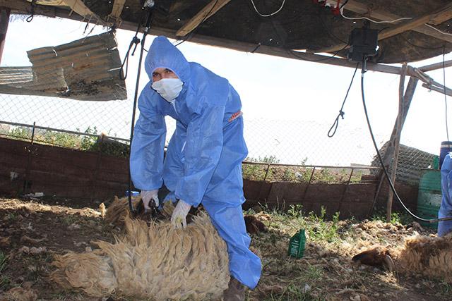 UNDP ‘saves the season’ for sheep farmers amid COVID19 curfew