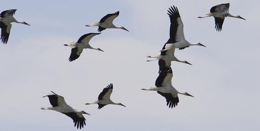 Environmentalists warn about coronavirus impact on birds