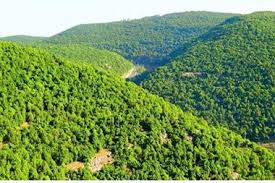 القبض على مفتعل حرائق منطقة حلاوة بعجلون