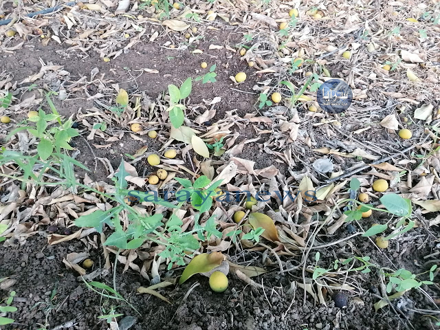 بالصور .. كارثة تضرب القطاع الزراعي بالأغوار الشمالية جراء تساقط ثمار الحمضيات