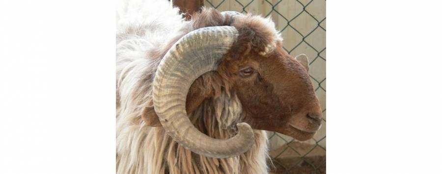 الزراعة توثق وتسجل سلالة أغنام العواسي الأردنية والمعز الشامي في الأردن