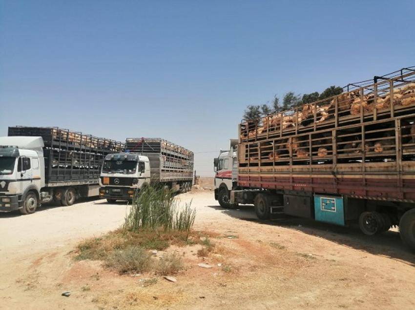 مربو المواشي في المفرق يغلقون دوار الدبابة (صور)