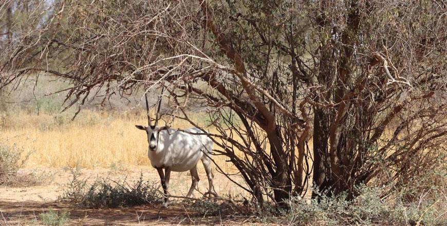 RSCN reopens all nature reserves for visitors