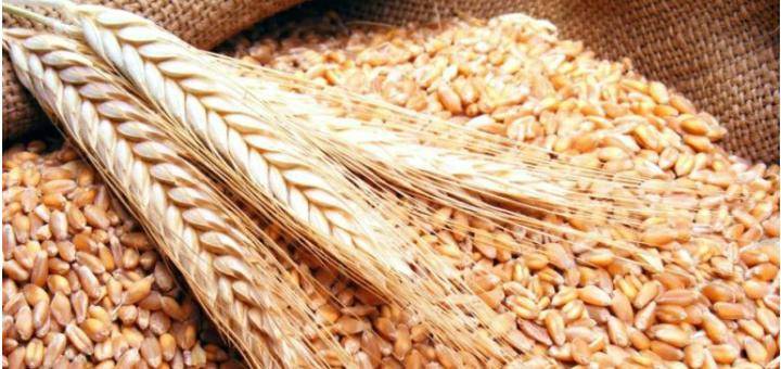 انتاج 30 الف طن شعير بلواء البادية الشمالية الغربية