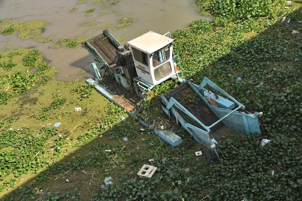Water hyacinth pest chokes Iraq’s vital waterways