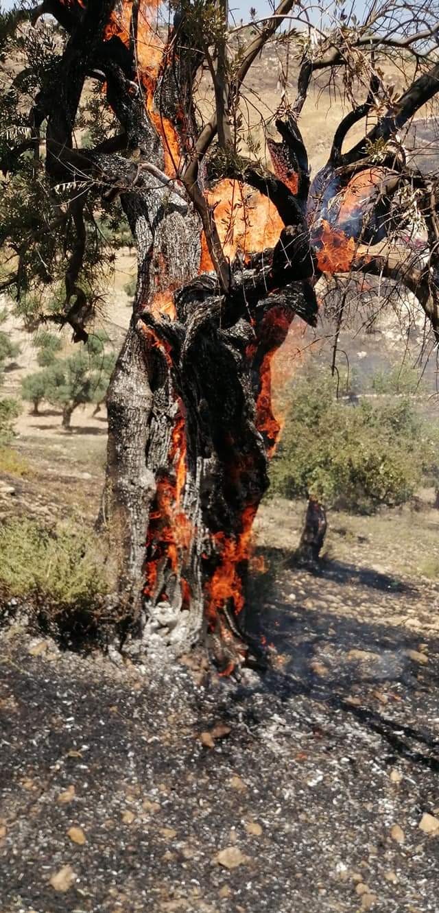 عجلون حرائق تأتي على مئات الدونمات الحرجية والزراعية في بلدة أوصره (صور)