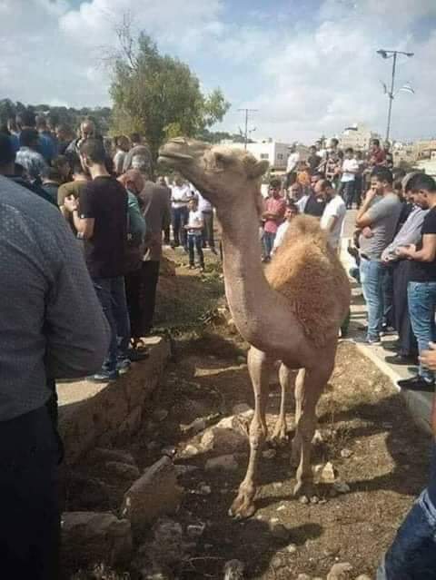 بفلسطين جمل  يرفض مغادرة قبر صاحبه