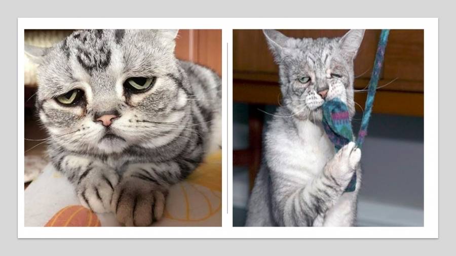 في سابقة هي الأولى من نوعها في الأردن .. سيدة تلجأ للقضاء بسبب معاناة قطتيها نفسياً