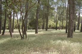 جرش: ترشيح محمية غابات دبين لمحميات القائمة الخضراء