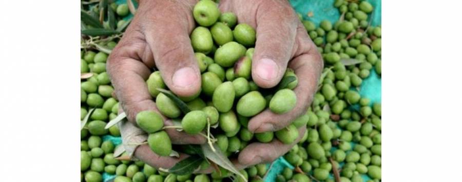 المهندسين الزراعيين تطالب بتقديم الزيتون المحلي على المستورد في صناعة التخليل