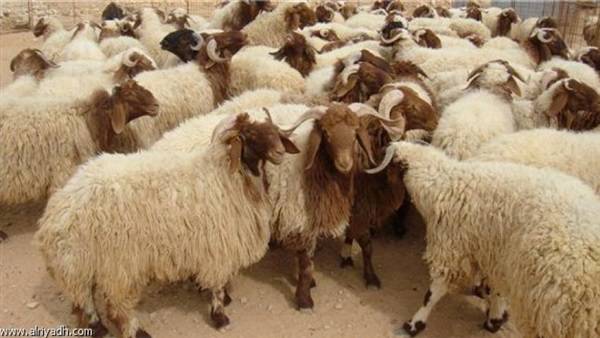 هام من لجنة الاوبئة حول توزيع لحوم الاضاحي بالعيد