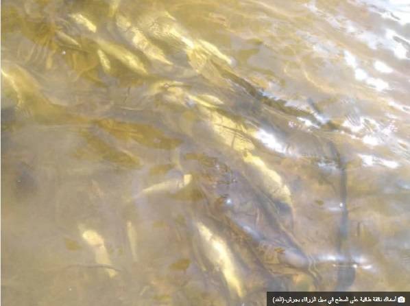 سيل الزرقاء .. صيد أسماك غير صالحة وعرضها للبيع
