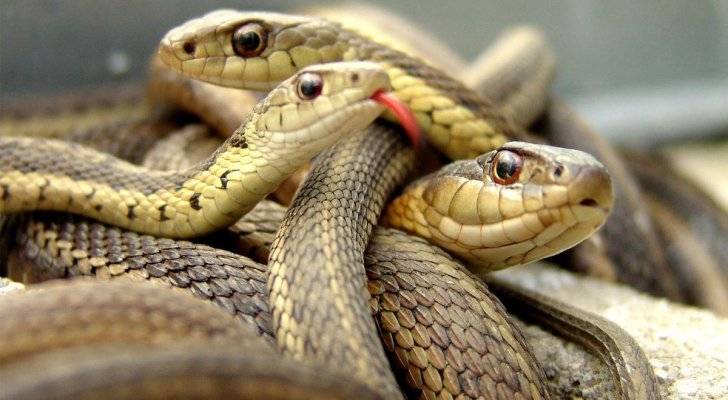 الدفاع المدني يقتل 5 أفاعي سامة داخل خزان مياه في الكرك