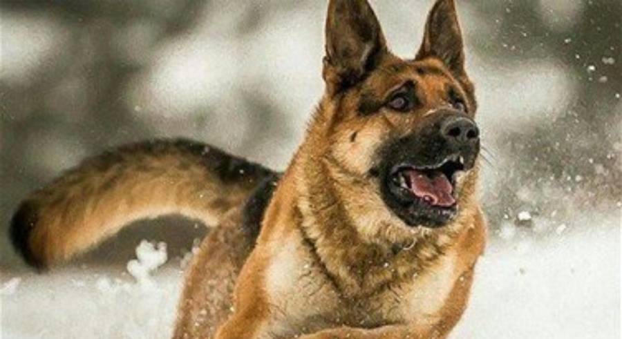 شكاوى من ازدياد حالات عقر الكلاب في أم الجمال