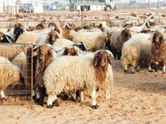 تعليمات جديدة لترخيص حظائر بيع الأضاحي برهن قرار حكومي