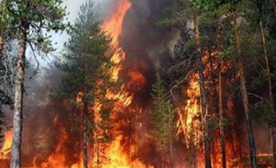 القبض على مفتعل حرائق بغابات عجلون لسرقتها وتحطيب أشجارها