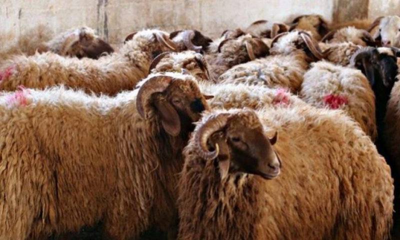 الحكومة: 450 ألف راس مستوفية لشروط الأضحية