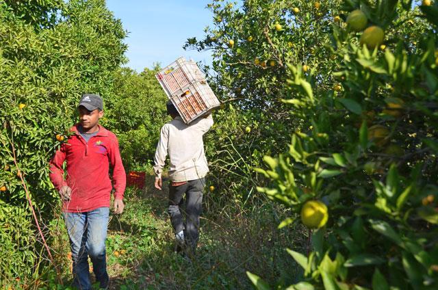 Labour shortage: Agri unions urge gov’t to facilitate return of foreign labourers