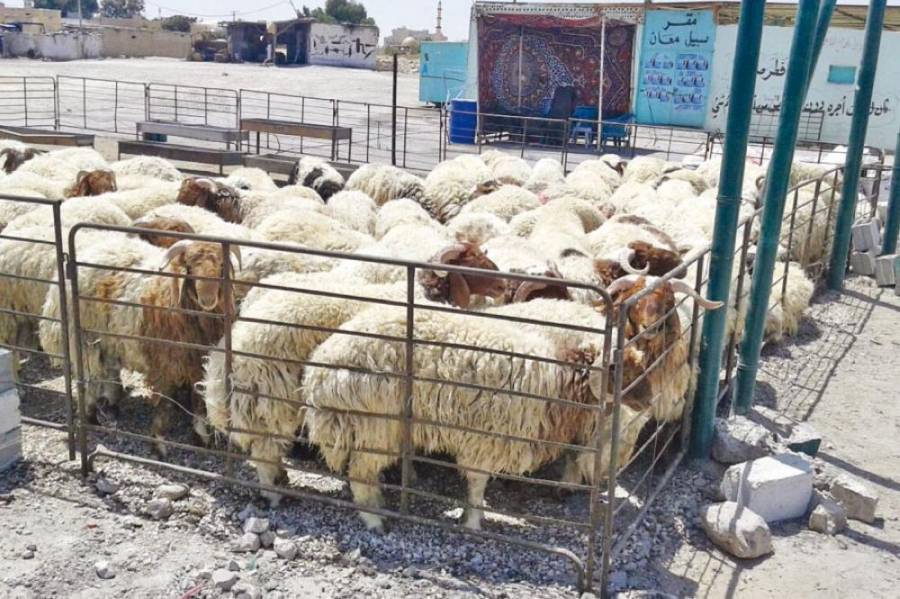 ترجيح منع اقامة حظائر بيع الأضاحي