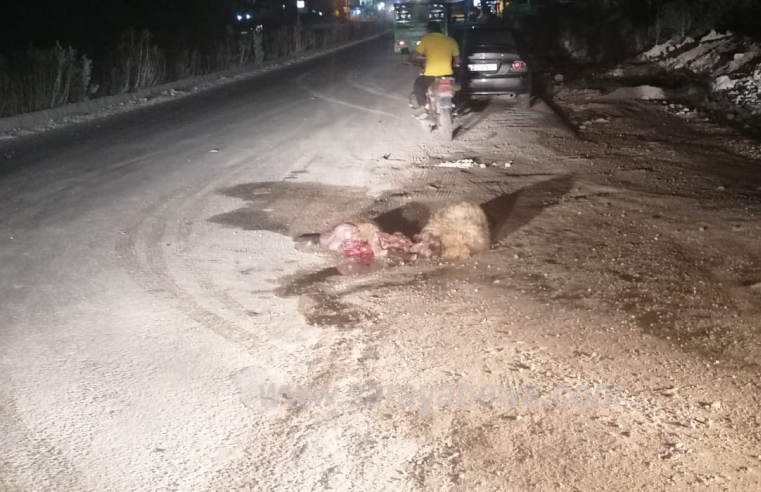 نفوق اغنام تعرضوا للدهس في منطقة المنشية بالأغوار الشمالية