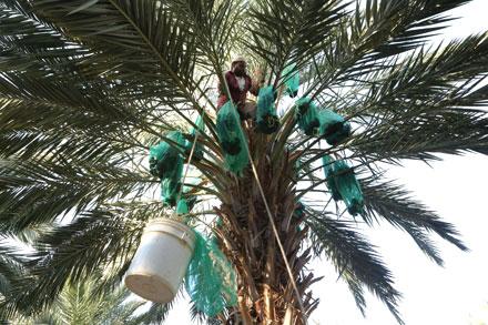 Investments in date palm industry stand at $500m