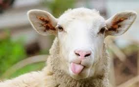 بلدية عجلون تحدد مواقع بيع الأضاحي