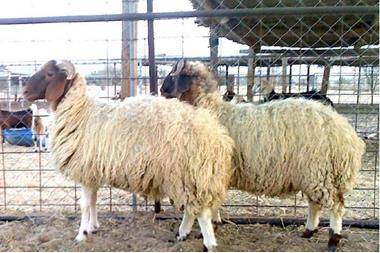 تحديد مواقع بيع الأضاحي في عجلون