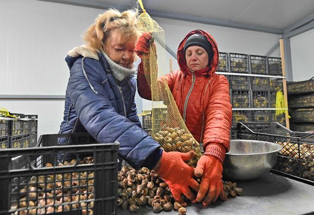 Ukraines snail farmers fear collapse over EU lockdowns