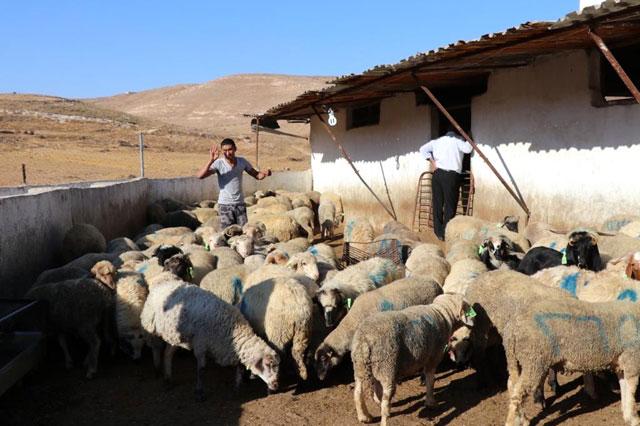 ‘Excellent livestock sales’ recorded during Eid Al Adha