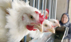 قضية الدجاج الفاسد تعيد الإقبال على النتافات طلبا للسلامة