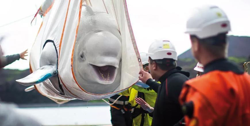 Captive beluga whales released into Iceland sea sanctuary