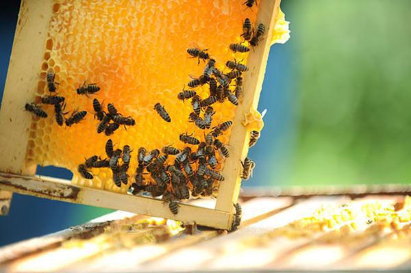 Jordan produced 300 tonnes of honey in first 8 months of 2020