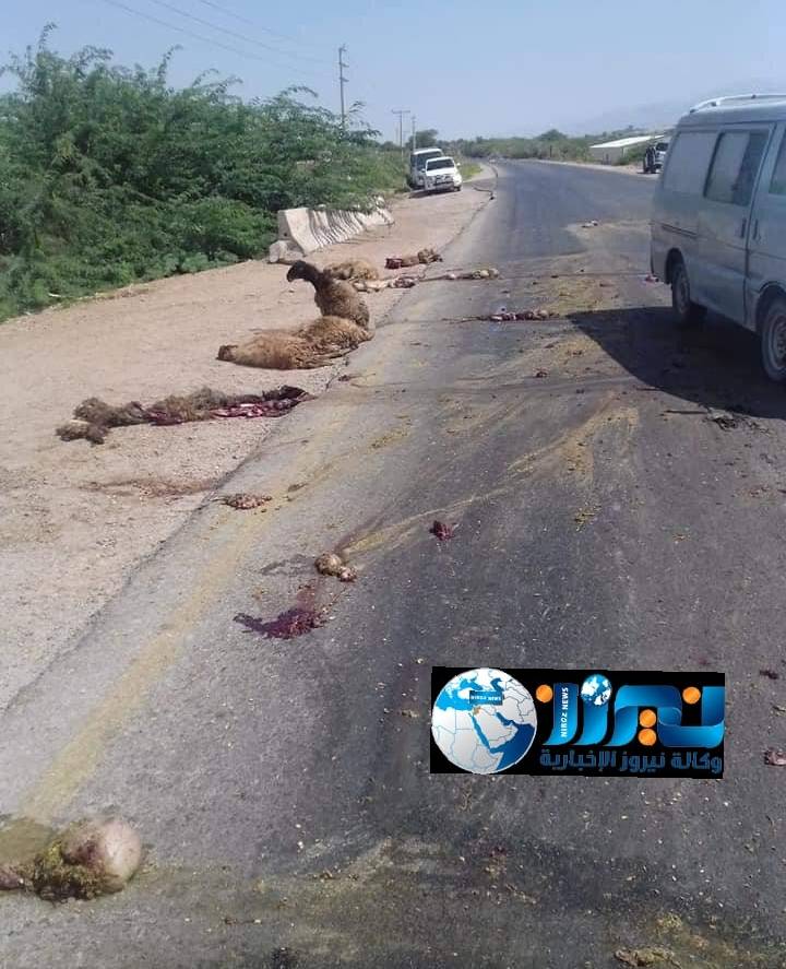 مركبة تدهس 16 رأساً من الأغنام على طريقة الأغوار الجنوبية