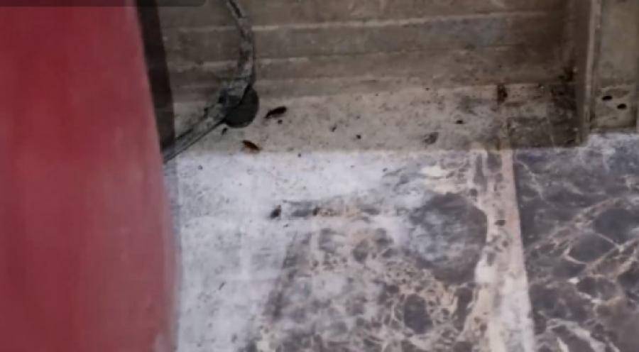 صراصير ومخلفات فئران في مخبز بالقويسمة .. صورة