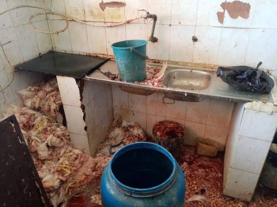 بلدية الكرك.. إغلاق محل دواجن بالشمع الأحمر لانعدام النظافة(صور)