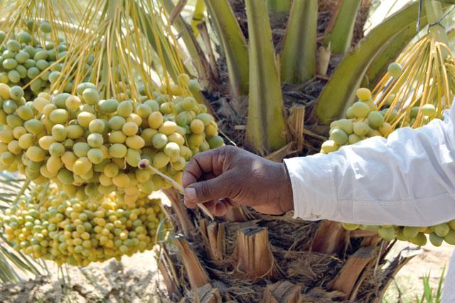 FAO builds capacity of date palm farmers on integrated management of red palm weevil