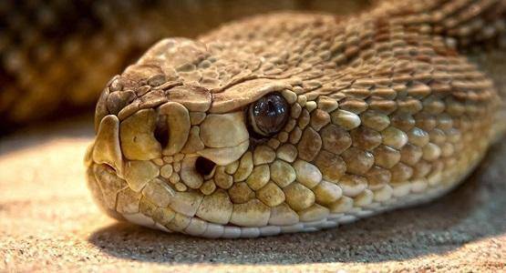 تحذيرات من بدء ظهور الأفاعي في الأردن