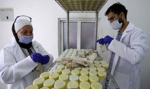 أردنية تصنع صابونا من حليب أنثى الحمار .. تفاصيل