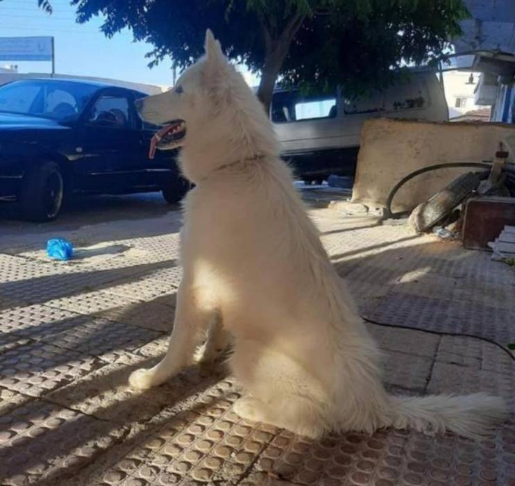 كلب مفقود نوع جيرمان في العاصمة عمان