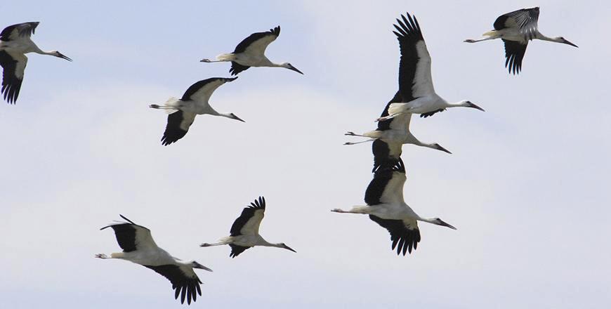 Birdwatching ‘opens up new horizons’ for Jordan’s wildlife tourism