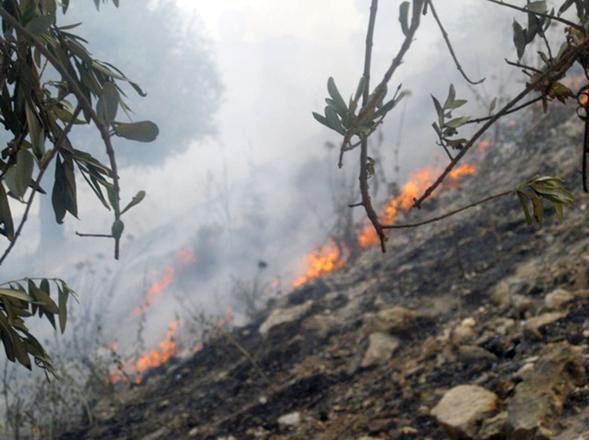 FAO provides support to Jordan in controlling forest fires