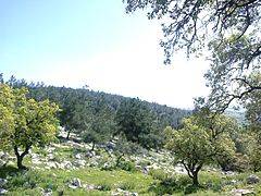 تخصيص منطقة حرجية في اربد لعزل الحيوانات المصابة بكورونا