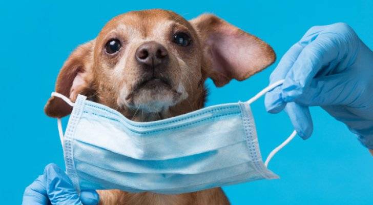 الهياجنة يحسم جدلية  كلب الكورونا بفرضية مخالطته واصابته من مصدر بشري