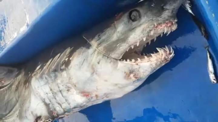 ابو ريا يصطاد سمكة قرش ويتعرض لاصابه