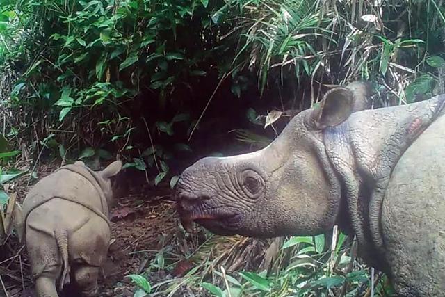 Two endangered Javan rhino calves spotted in Indonesian park