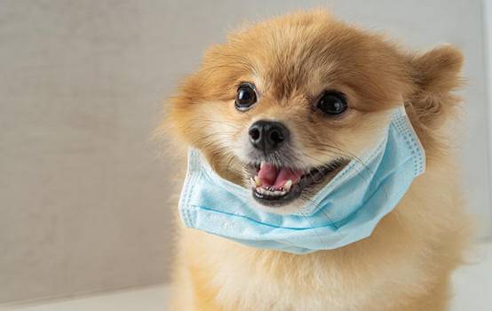 النتيجة النهائية لكلب الكورونا اليوم