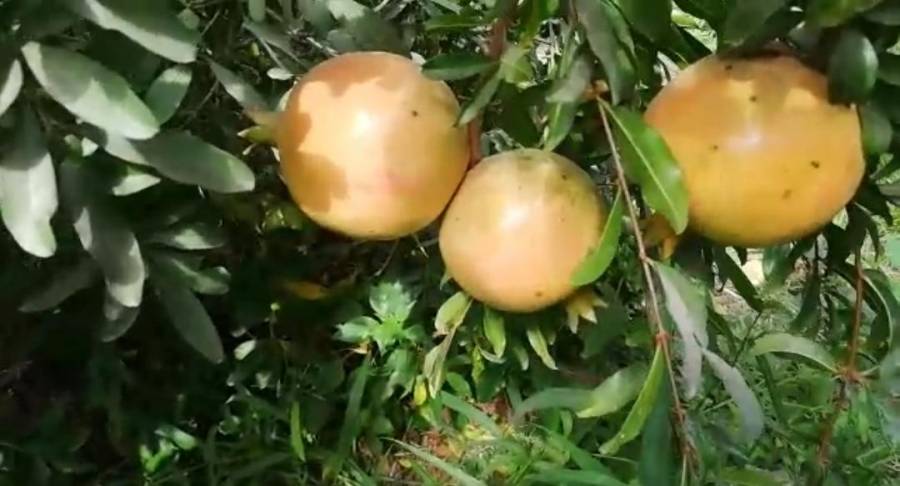 بدء موسم قطاف الرمان في جديتا في محافظة اربد.... فيديو