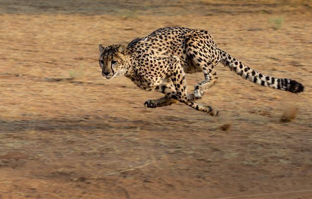 Project sees cheetah population almost double in nine years